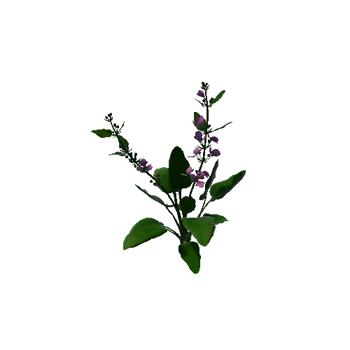 Flower Echinodorus Cordifolius3. 1